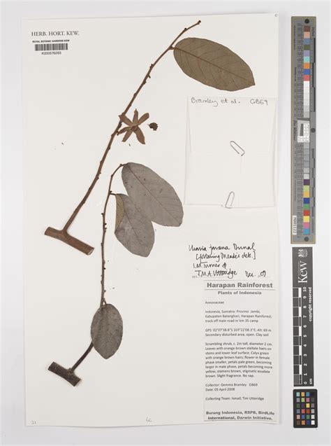 Uvaria dulcis Dunal | Plants of the World Online | Kew Science