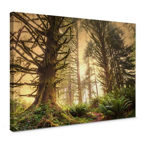 Magic Forest Canvas Print | wall-art.com