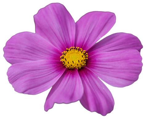 Image result for Flower