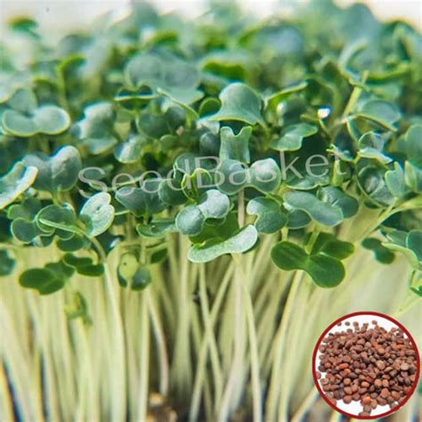 Buy White Radish Seeds for Microgreens Online