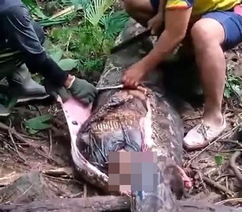 Python Attacks Human 的图像结果