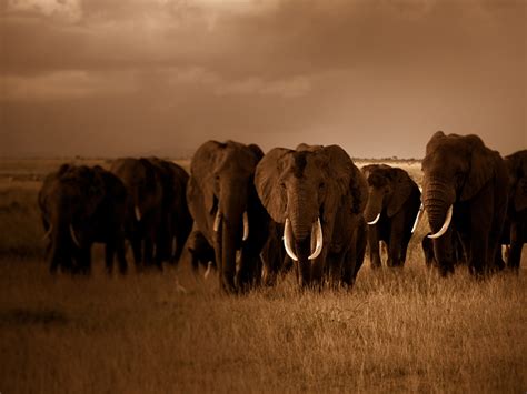 Herd Of Elephants
