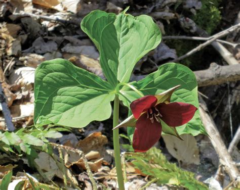 Spring ephemeral flowers | Mass.gov