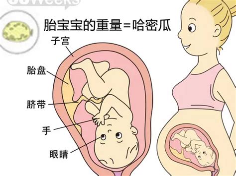 孕周与胎儿大小对照表-菠萝孕育