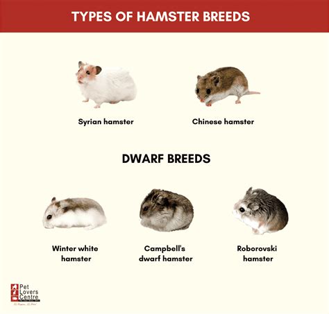 Best Hamster Brands at Hillary Mccarty blog