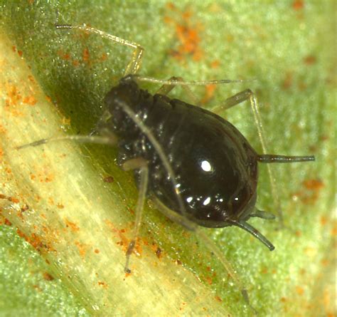 Aphis craccivora