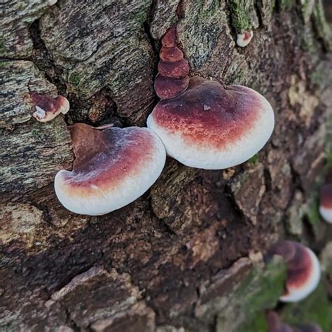 Resinous Polypore: Identification, Foraging, and Lookalikes - Mushroom Appreciation