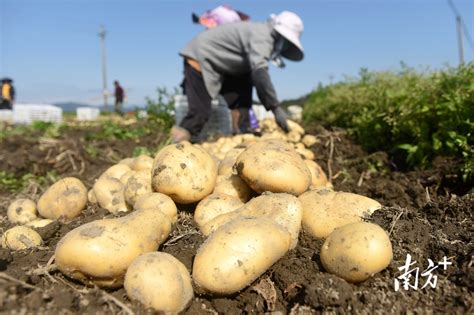 惠东马铃薯集中上市，看小土豆的大产业之路_南方plus_南方+