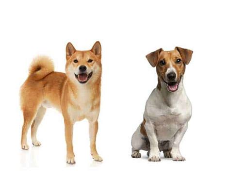 The Shiba Russell: A Spirited Mix of Shiba Inu and Jack Russell Terrier