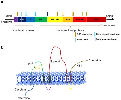 Flavivirus: From Structure to Therapeutics Development