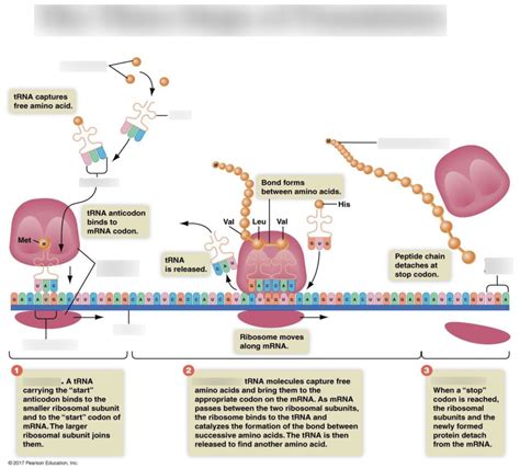 Image result for Translation Process Steps