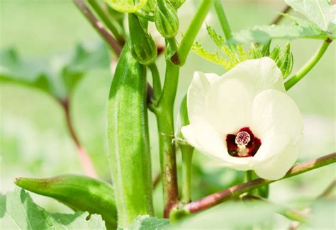 10 Jalapeno Companion Plants (And 3 You Should Avoid)