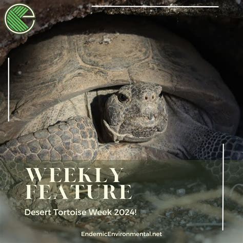 Endemic Environmental Services, Inc on LinkedIn: #deserttortoiseweek #endemicenvironmental # ...
