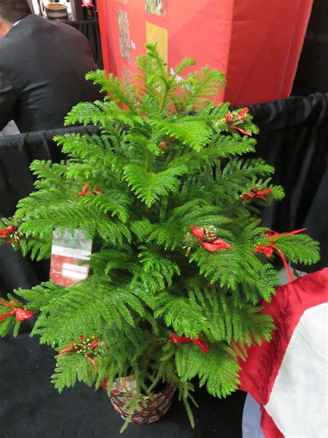 The Norfok Island Pine is the Ultimate Christmas Tree - The Houseplant Guru