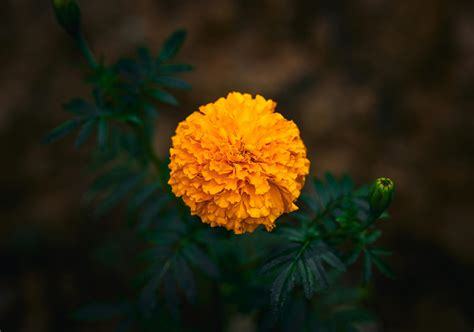 President Background 的图像结果