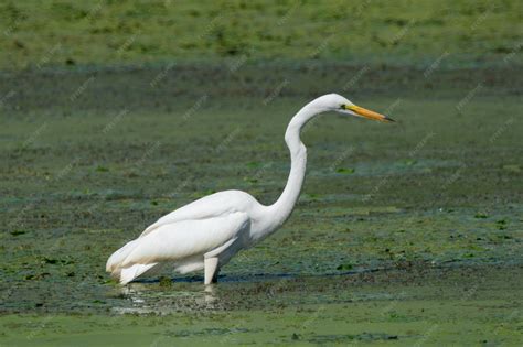 Premium Photo | White long beak bird on water
