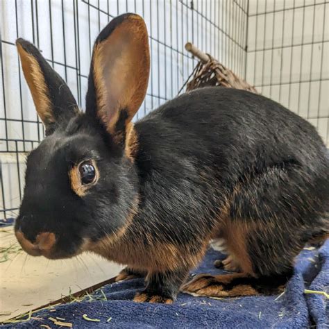 Triss is available for adoption at Georgia House Rabbit Society