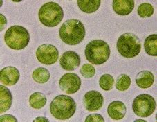 Image result for Reproduction of Chlorella