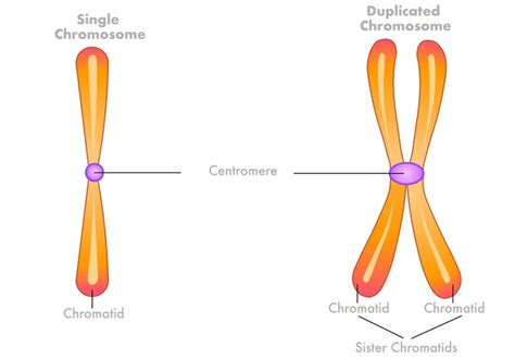 Image result for Chromosome Microarray Test