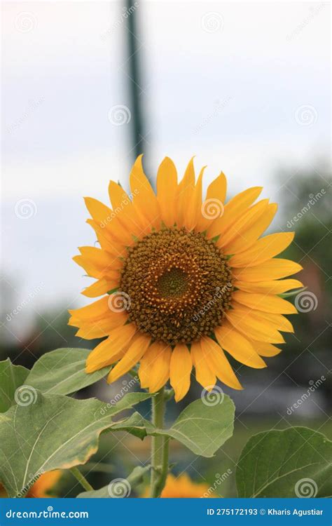 Sun Flower at Garden Nature Flant Stock Image - Image of nature, flant ...