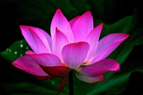 Lotus flower, Closeup, Pink color, HD Wallpaper | Rare Gallery