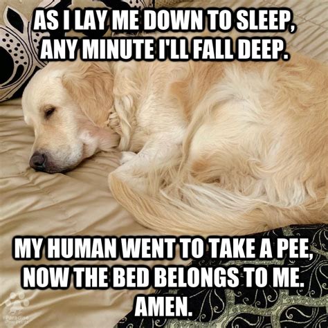Sleepy Dog Meme