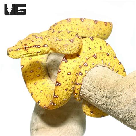 Image result for Petco Green Tree Python