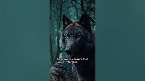 Image result for Timberwolf Facts