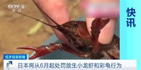 日本禁止出售或放生小龙虾，最高罚款15万元_凤凰网