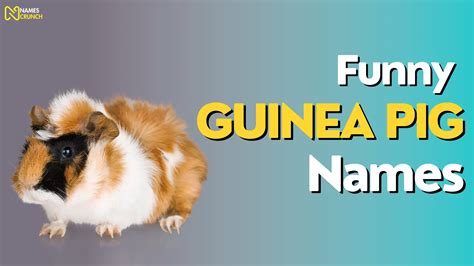 530+ Funny Guinea Pig Names - Names Crunch