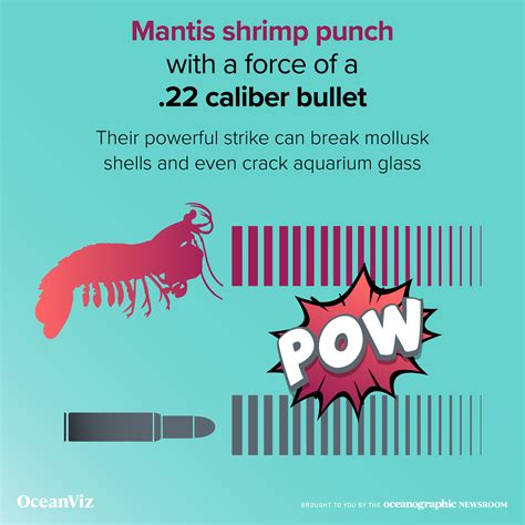 Mantis shrimp punch with a force of a .22 caliber bullet - Oceanographic
