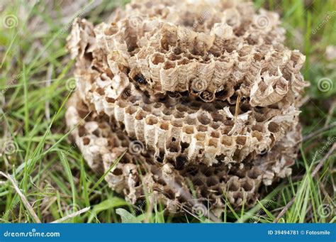 Hornets nest stock image. Image of closeup, hornet, outdoors - 39494781