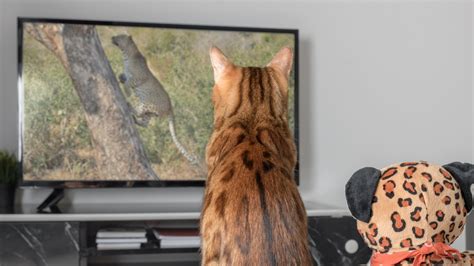 Why does my cat watch TV? An expert reveals the answer and whether it’s ...