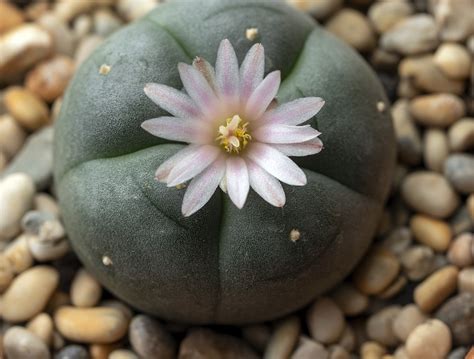 Peyote’s Sacred Journey: Unveiling Native American Spirituality