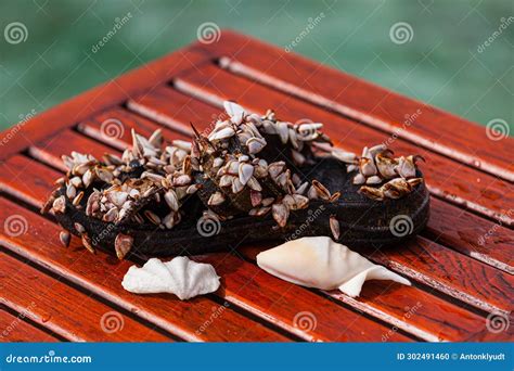 Image result for Shell Shapes