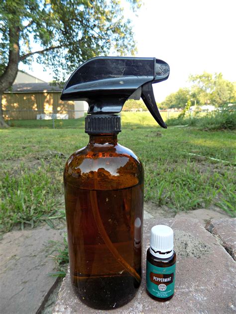 All Natural Peppermint Pest Spray - My Own Home | Natural bug spray ...