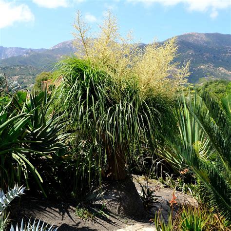 Succulent Trees: Beaucarnea recurvata