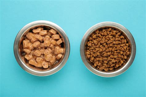 Is Dry or Wet Dog Food Better for My Dog? | Petco
