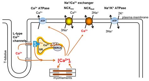 Antiarrhythmic and Inotropic Effects of Selective Na+/Ca2+ Exchanger ...