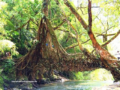 The extraordinary Living Root Bridge in Meghalaya, India - A Revolving Compass...