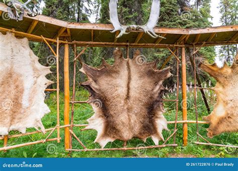 Tanned Animal Hides Stretched on a Rack Stock Photo - Image of skin ...