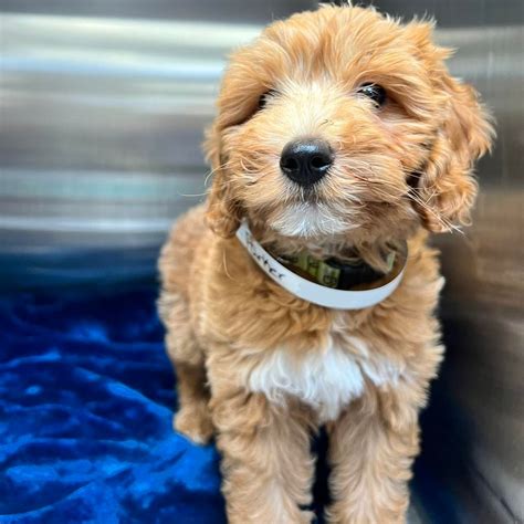 COYNE VETERINARY CENTER - CROWN POINT, IN - Crown Point IN - Hours ...