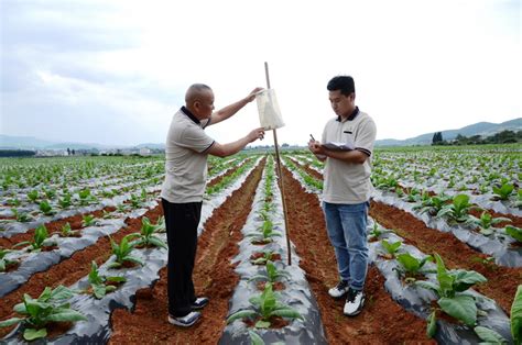 科技创新，是云南烟草农业40年跨越发展之魂-中国科技网