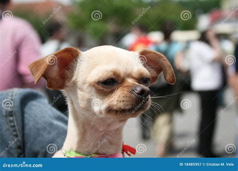 Funny chihuahua stock image. Image of funny, young, adorable - 18485957