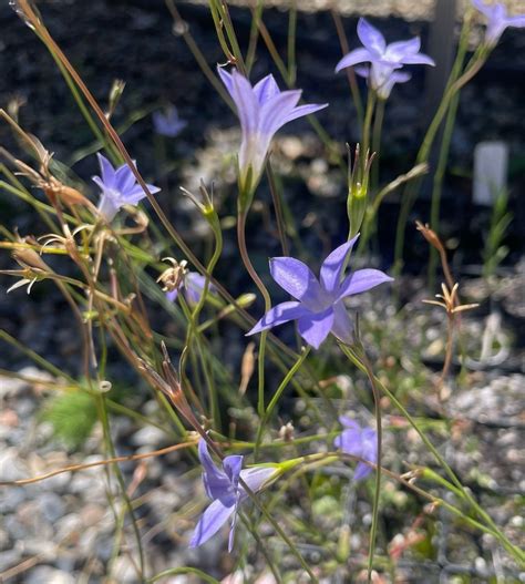 FireWise Demonstration Garden - Official Opening, 100 Springs Rd, Mount ...