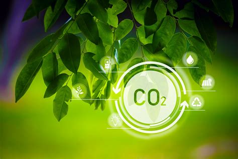 How Plants Absorb Carbon Dioxide at Frank White blog