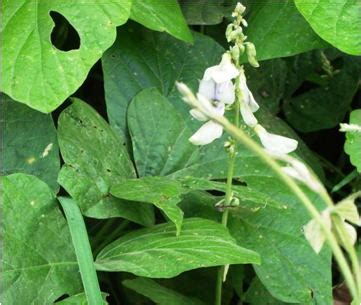 Image result for Yambohne