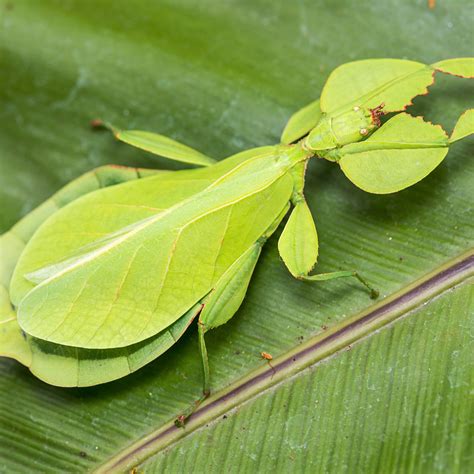 Leaf Bug Information