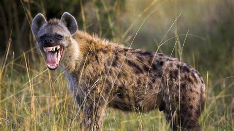 Animal Guide: Spotted Hyena | Nature | PBS