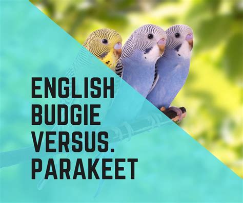 English Budgie Vs Parakeet (2022 Comparison Guide) - Birds News